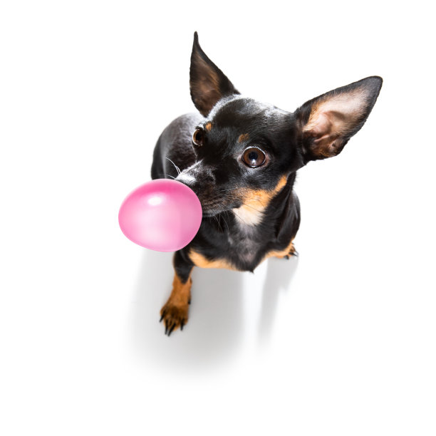 狗狗们嚼口香糖图片下载