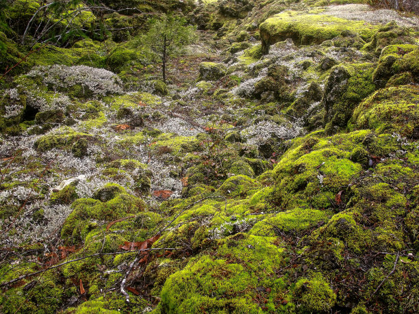 早春沿着Tamolich小径前往俄勒冈州Cascades的Blue Pool图片下载