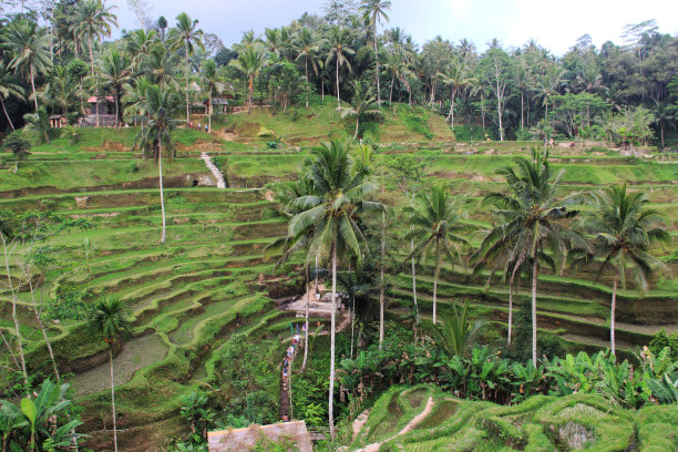 巴厘岛 大自然图片下载