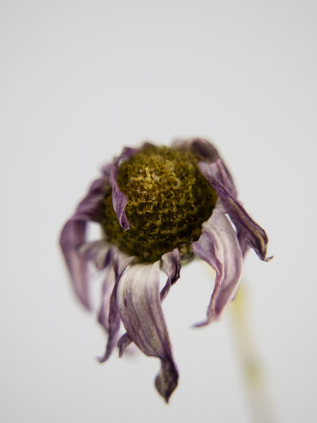 枯萎的花图片下载