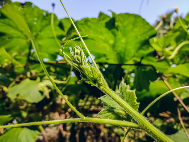 葫芦包括葫芦科一些开花植物的果实，特别是葫芦属和葫芦属。图片下载