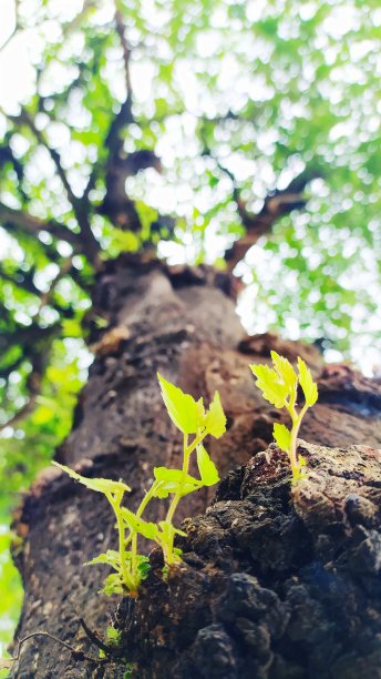 樱桃树芽图片下载
