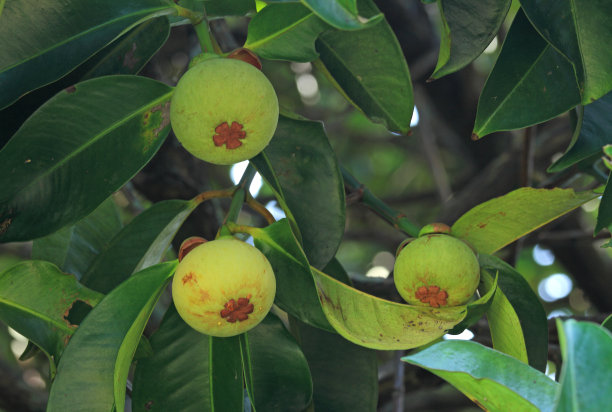 生山竹在树上图片下载