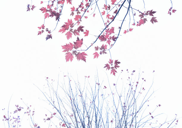 极简主义的枫图片下载