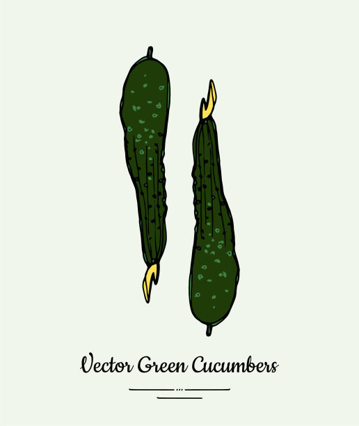 黄瓜蔬菜孤立绿色整体图片下载