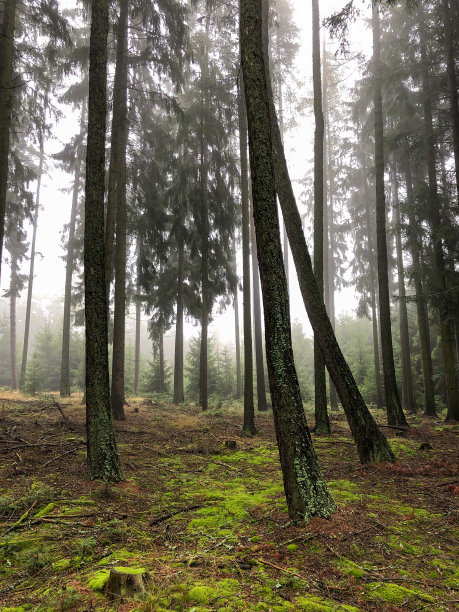 雾蒙蒙的针叶林，草本地面发达。图片下载
