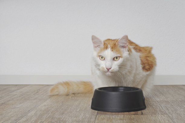 可爱的长毛猫坐在一个食物碗旁边。图片下载