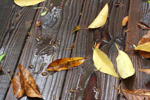 落叶落在地上图片下载