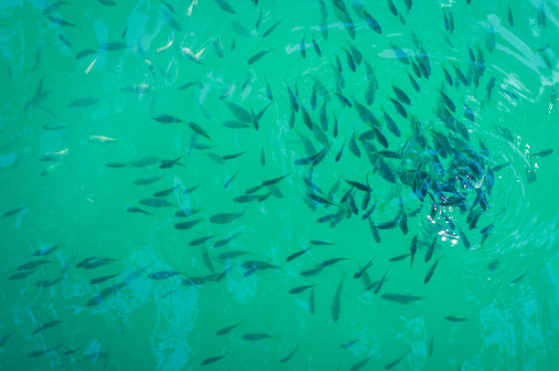 在土耳其，一群快速的小鱼贪婪地吃着一位游客从透明碧绿的达利扬河表面扔出的面包。图片下载