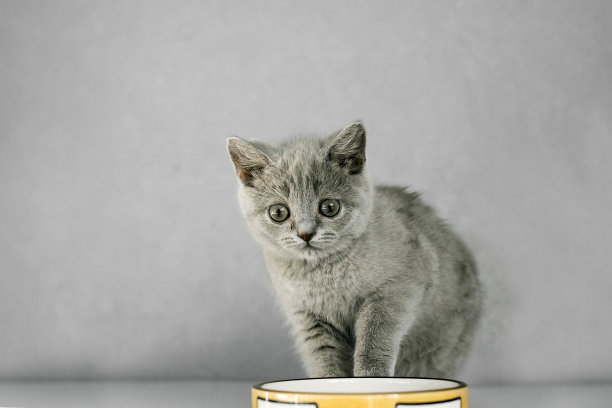 灰色的英国小猫饮水和食物从一个黄色陶瓷盘子孤立在灰色背景。图片下载