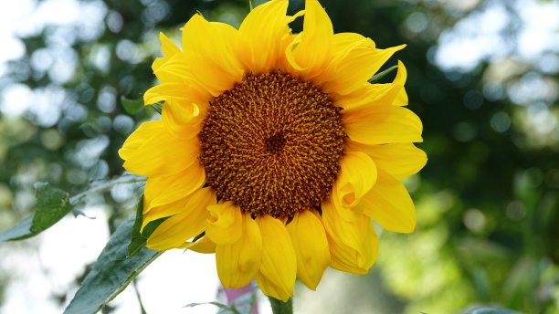 一朵朵盛开的向日葵，在花园里，植物，黄色的，开花了图片下载