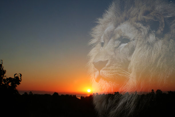 冥想和禅宗日出美丽雄伟的狮子剪影高质量图片下载