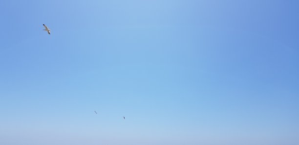 在美国圣塔莫尼卡，海鸥在晴朗无云的天空中飞翔图片下载