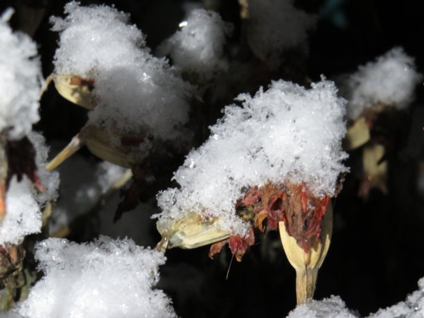 冰冻的红色花朵，冰封的金盏花，在夜晚明亮的灯光下放在花坛上图片下载