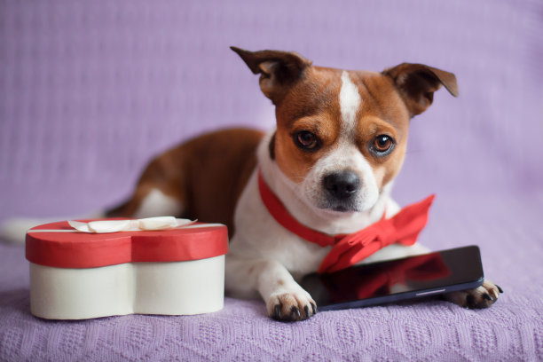 吉娃娃狗与红色蝴蝶结，电话和心脏盒。情人节在线购物。图片下载