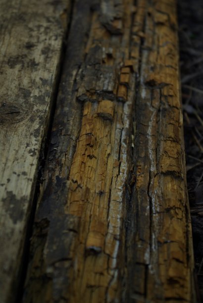 暖色调的老树干图片下载