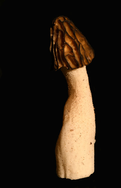 黑蘑菇图片下载