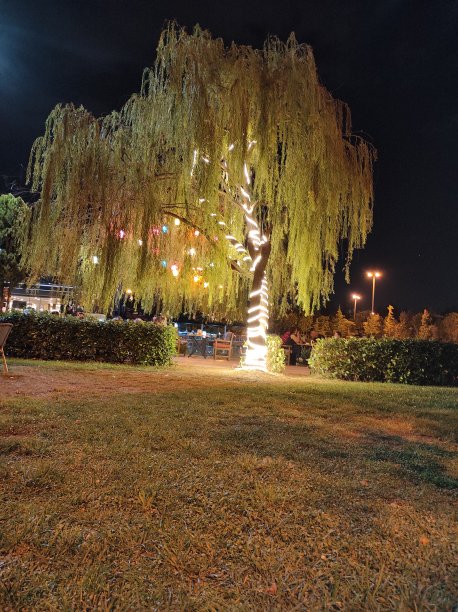 彩灯树图片下载