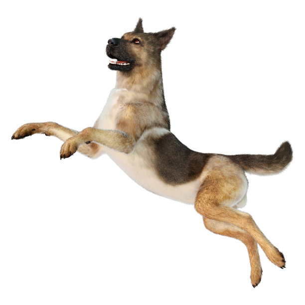 3D插图德国牧羊犬在白色图片下载
