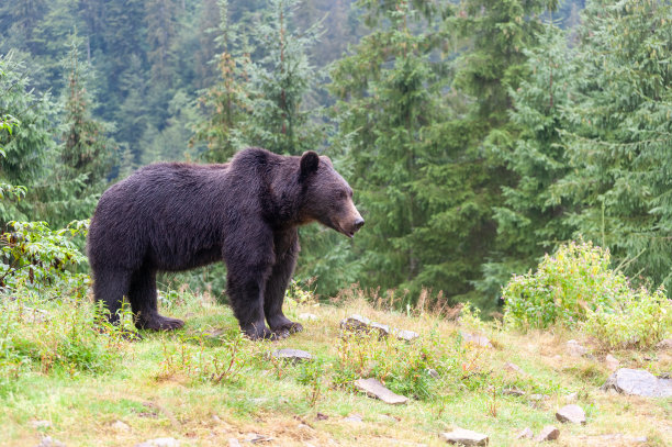 棕熊(lat。在森林中染色的熊图片下载