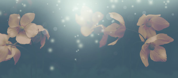 银莲花花在一个黑暗的背景与模糊的粒子。有选择性的重点图片下载