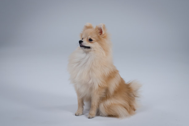 毛茸茸的狗在灰色背景的架子上饲养侏儒博美犬。听话的宠物会服从命令坐下。近距离图片下载