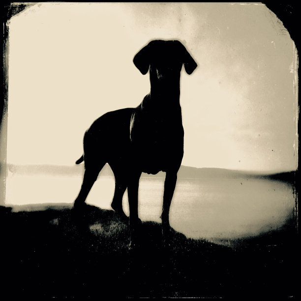 维兹拉猎狗的剪影图片下载