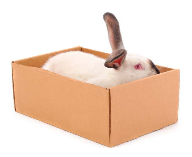 小白兔被隔离在盒子里。图片下载