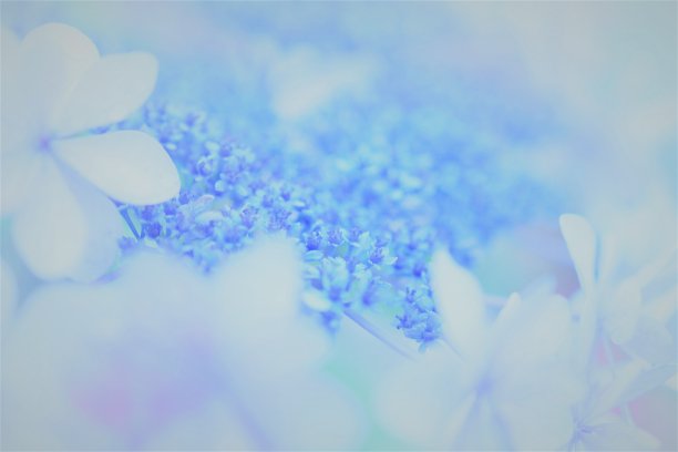 绣球花花的特写图片下载