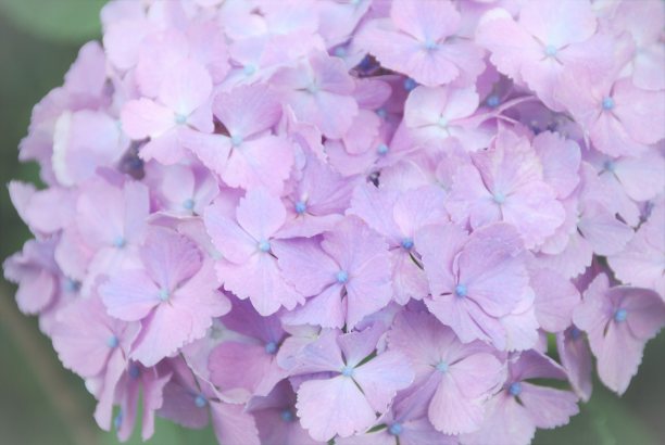 绣球花花图片下载