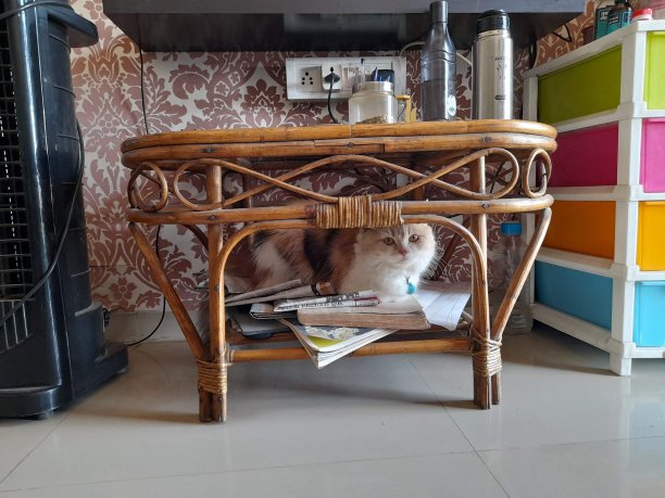 小茶壶下一只可爱的肥猫图片下载