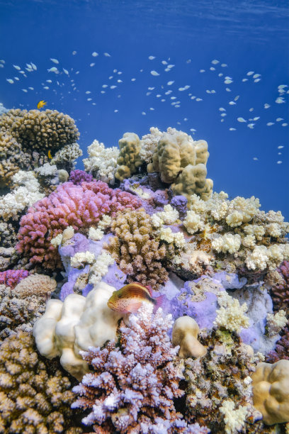 红海的黑鳍鹰鱼和珊瑚礁图片下载