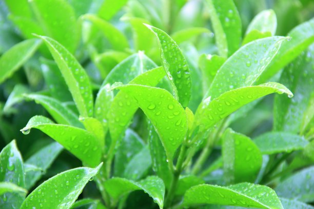 绿叶在雨中图片下载