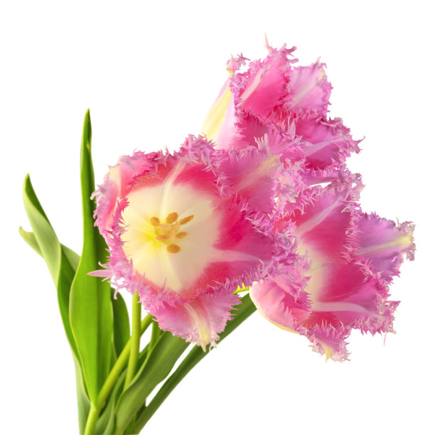 粉色郁金香图片下载