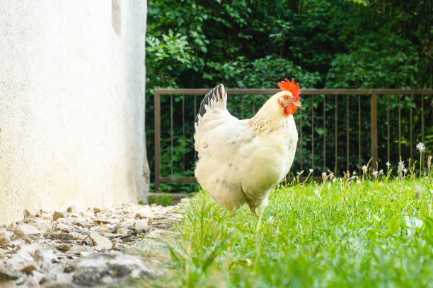 绿草里的白公鸡图片下载