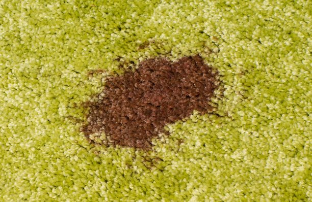 地毯上有红酒污渍图片下载