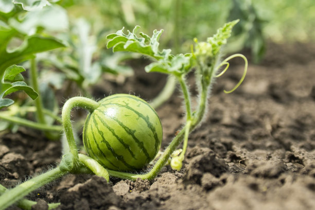 西瓜在地里生长图片下载