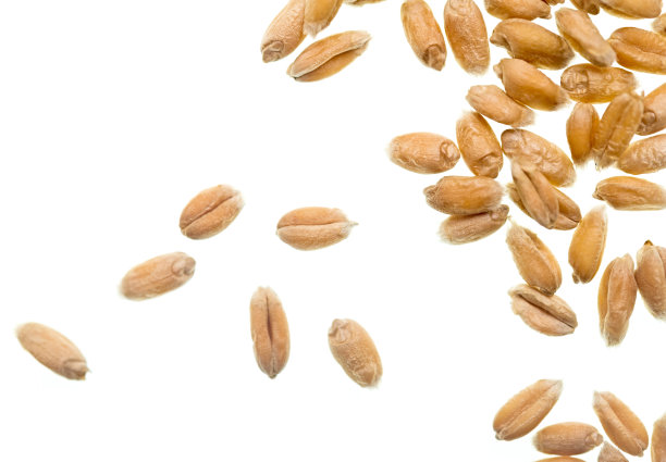 谷物在白图片下载