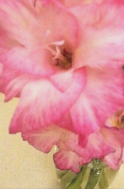 剑兰只图片下载