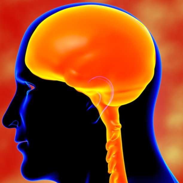 硬脑膜解剖医学概念3D图片下载