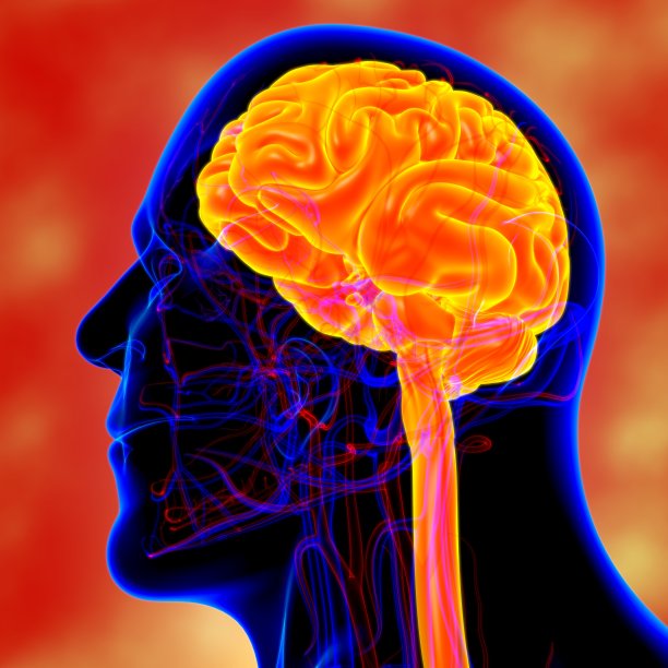 人体大脑内部部分解剖医学概念3D图片下载