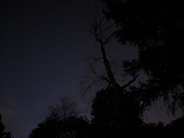 夜晚星星下树木的剪影图片下载