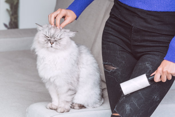 妇女清洗黑色牛仔裤用衣服辊，棉绒辊或脱毛辊。衣服上有猫毛。清洁宠物的毛发图片下载