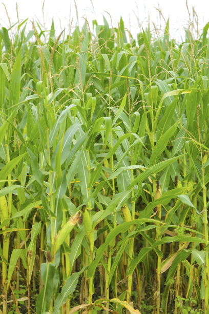 印度一片绿色的玉米地图片下载