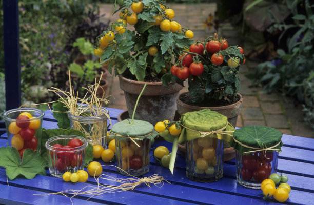 樱桃番茄图片下载