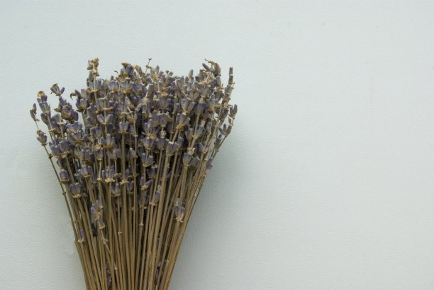 一束干燥的薰衣草图片下载