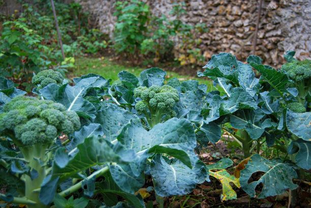 西兰花图片下载