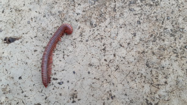 千足虫在路上爬行。图片下载
