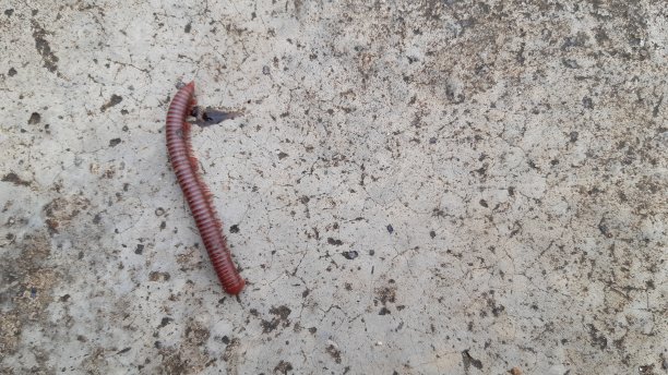 千足虫在路上爬行。图片下载