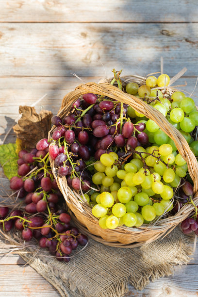 收获有机新鲜葡萄酒葡萄图片下载